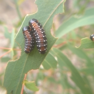 Paropsis sp. (genus) at Cooma, NSW - 7 Feb 2023