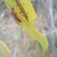 Pseudoperga lewisii (A Sawfly) at Cooma, NSW - 7 Feb 2023 by mahargiani