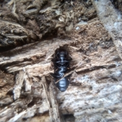 Zophophilus sp. (genus) at Cooma, NSW - 7 Feb 2023