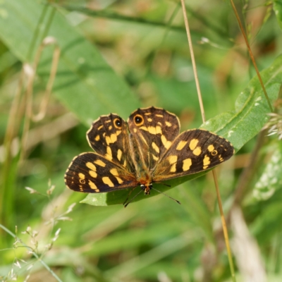 Oreixenica kershawi (Striped Xenica) at Captains Flat, NSW - 7 Feb 2023 by DPRees125