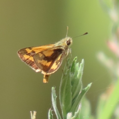 Ocybadistes walkeri (Green Grass-dart) at Stranger Pond - 7 Feb 2023 by RodDeb