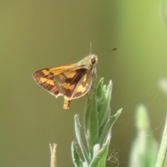 Ocybadistes walkeri at Bonython, ACT - 7 Feb 2023