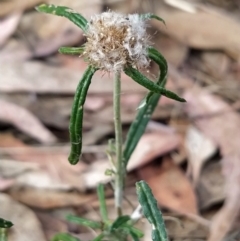 Euchiton sphaericus (Star Cudweed) at Fadden, ACT - 7 Feb 2023 by KumikoCallaway