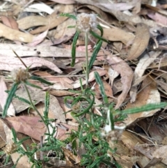 Euchiton sphaericus at Fadden, ACT - 7 Feb 2023 05:27 PM