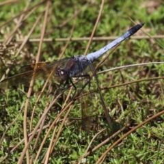 Orthetrum caledonicum (Blue Skimmer) at Stranger Pond - 7 Feb 2023 by RodDeb