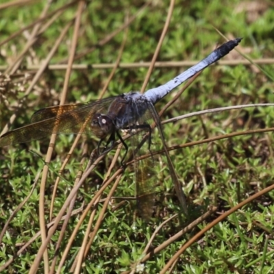 Orthetrum caledonicum (Blue Skimmer) at Stranger Pond - 7 Feb 2023 by RodDeb