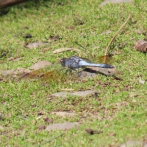 Orthetrum caledonicum at Bonython, ACT - 7 Feb 2023