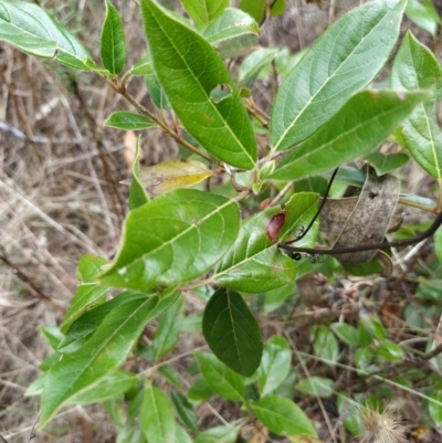 Viburnum tinus (Laurustinus) at Wanniassa Hill - 7 Feb 2023 by KumikoCallaway