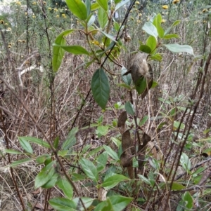 Viburnum tinus at Fadden, ACT - 7 Feb 2023 05:31 PM