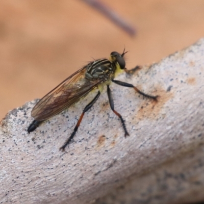 Zosteria rosevillensis (A robber fly) at Stranger Pond - 7 Feb 2023 by RodDeb