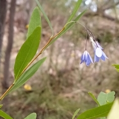 Billardiera heterophylla (Western Australian Bluebell Creeper) at Fadden, ACT - 7 Feb 2023 by KumikoCallaway