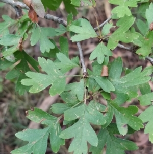 Crataegus monogyna at Fadden, ACT - 7 Feb 2023