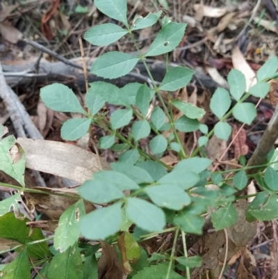 Fraxinus angustifolia (Desert Ash) at Wanniassa Hill - 7 Feb 2023 by KumikoCallaway