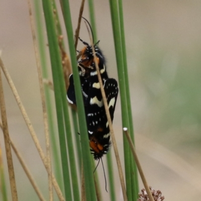 Phalaenoides tristifica (Willow-herb Day-moth) at Stranger Pond - 7 Feb 2023 by RodDeb