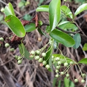 Pyracantha fortuneana at Fadden, ACT - 7 Feb 2023 05:39 PM