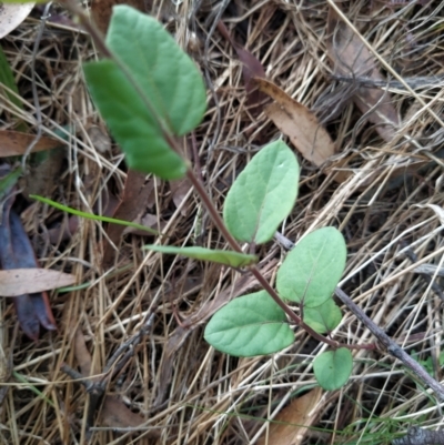 Viburnum tinus (Laurustinus) at Wanniassa Hill - 7 Feb 2023 by KumikoCallaway