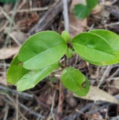 Ligustrum lucidum (Large-leaved Privet) at Fadden, ACT - 7 Feb 2023 by KumikoCallaway