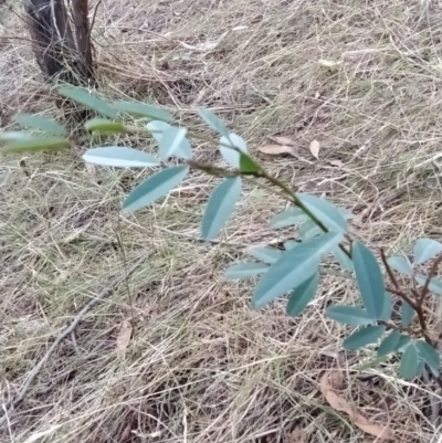 Indigofera australis subsp. australis (Australian Indigo) at Wanniassa Hill - 7 Feb 2023 by KumikoCallaway