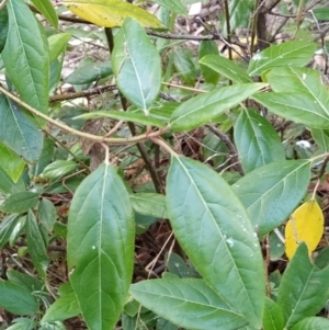 Viburnum tinus at Fadden, ACT - 7 Feb 2023