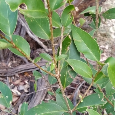 Ligustrum lucidum (Large-leaved Privet) at Wanniassa Hill - 7 Feb 2023 by KumikoCallaway