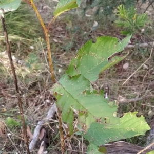 Ulmus procera at Fadden, ACT - 7 Feb 2023