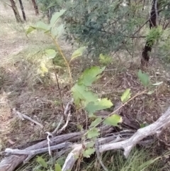 Ulmus procera at Fadden, ACT - 7 Feb 2023