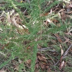 Cassinia aculeata subsp. aculeata (Dolly Bush, Common Cassinia, Dogwood) at Fadden, ACT - 7 Feb 2023 by KumikoCallaway