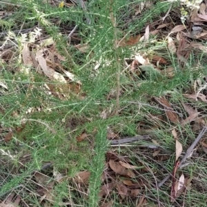 Cassinia aculeata subsp. aculeata at Fadden, ACT - 7 Feb 2023