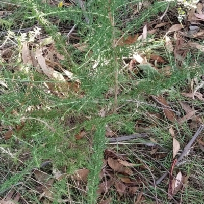 Cassinia aculeata subsp. aculeata (Dolly Bush, Common Cassinia, Dogwood) at Wanniassa Hill - 7 Feb 2023 by KumikoCallaway
