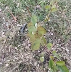 Ulmus procera at Fadden, ACT - 7 Feb 2023