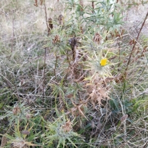 Carthamus lanatus at Fadden, ACT - 7 Feb 2023 06:07 PM