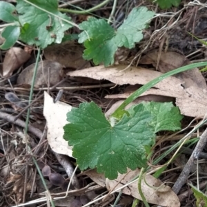 Hydrocotyle laxiflora at Fadden, ACT - 7 Feb 2023