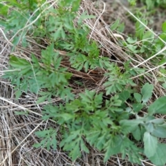 Bidens subalternans (Greater Beggars Ticks) at Fadden, ACT - 7 Feb 2023 by KumikoCallaway