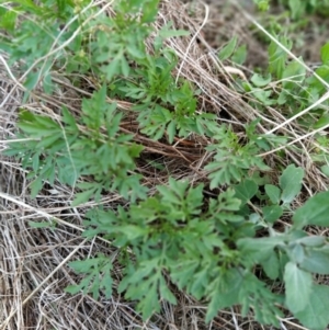 Bidens subalternans at Fadden, ACT - 7 Feb 2023