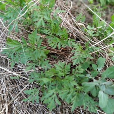 Bidens subalternans (Greater Beggars Ticks) at Fadden, ACT - 7 Feb 2023 by KumikoCallaway