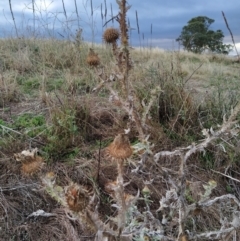 Onopordum acanthium (Scotch Thistle) at Fadden, ACT - 7 Feb 2023 by KumikoCallaway