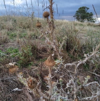 Onopordum acanthium (Scotch Thistle) at Fadden, ACT - 7 Feb 2023 by KumikoCallaway
