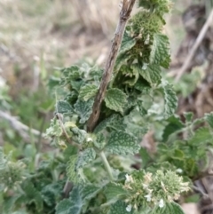 Marrubium vulgare (Horehound) at Fadden, ACT - 7 Feb 2023 by KumikoCallaway