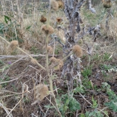 Marrubium vulgare at Fadden, ACT - 7 Feb 2023