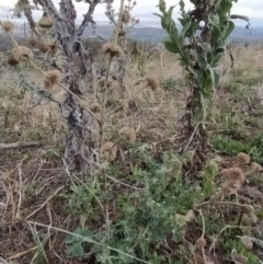 Marrubium vulgare at Fadden, ACT - 7 Feb 2023