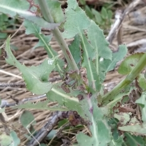 Sonchus oleraceus at Fadden, ACT - 7 Feb 2023