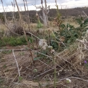 Sonchus oleraceus at Fadden, ACT - 7 Feb 2023