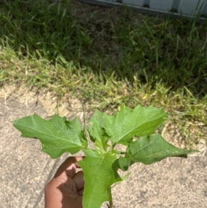 Datura sp. at Lyneham, ACT - 2 Feb 2023