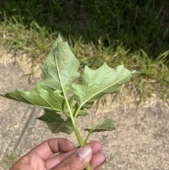 Datura sp. at Lyneham, ACT - 2 Feb 2023 11:32 AM