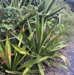 Doryanthes excelsa (Gymea Lily) at Culburra Beach, NSW - 28 Jan 2023 by Tapirlord