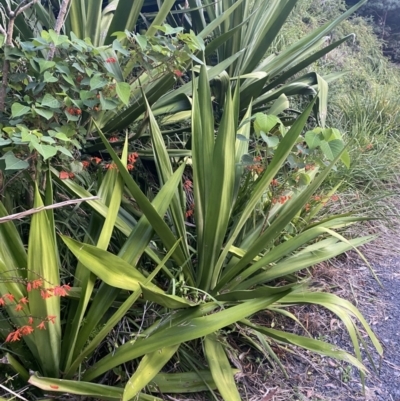 Doryanthes excelsa (Gymea Lily) at Culburra Beach, NSW - 28 Jan 2023 by Tapirlord