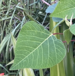 Homalanthus populifolius at Culburra Beach, NSW - 28 Jan 2023 08:04 PM