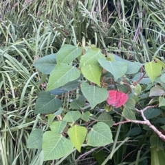 Homalanthus populifolius at Culburra Beach, NSW - 28 Jan 2023 08:04 PM