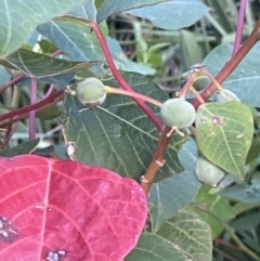 Homalanthus populifolius at Culburra Beach, NSW - 28 Jan 2023 08:04 PM