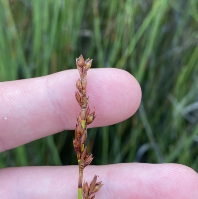 Machaerina gunnii (Slender Twig-rush) at Culburra Beach, NSW - 27 Jan 2023 by Tapirlord